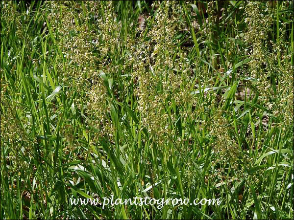 Crush the leaves of this grass to get a strong fragrance.